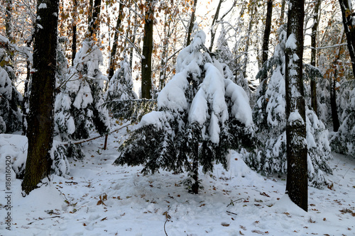 Snow covered conifer trees in winter forest on sunny day