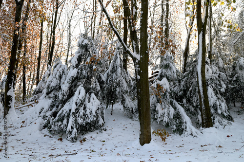 Snow covered conifer trees in winter forest on sunny day