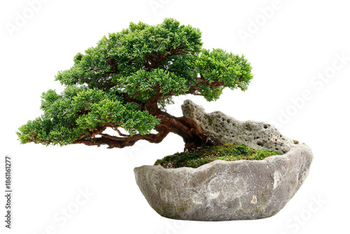 Miniature bonsai tree for home decoration isolated on transparent background