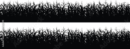 Silhouette of corn field rows, maize crop agriculture background, tall grass plants in farm, cad drawing flat vector illustration.