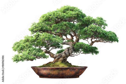 Unique bonsai tree with natural aesthetic isolated on transparent background