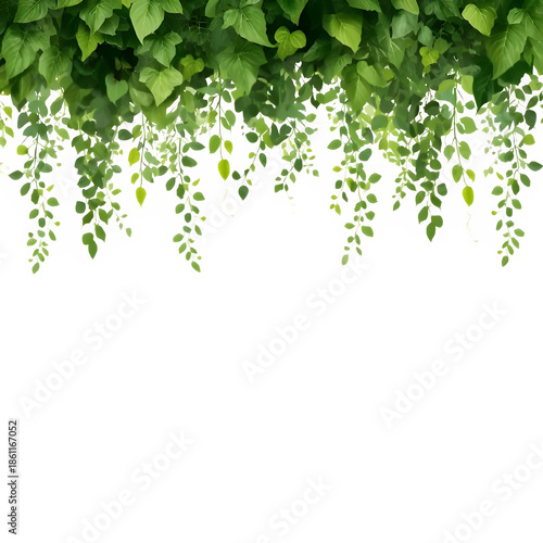 green leaves frame vector