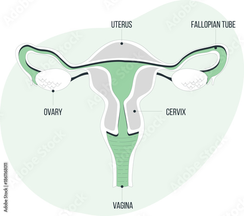 Detailed anatomical diagram of the female reproductive system from a frontal viewpoint