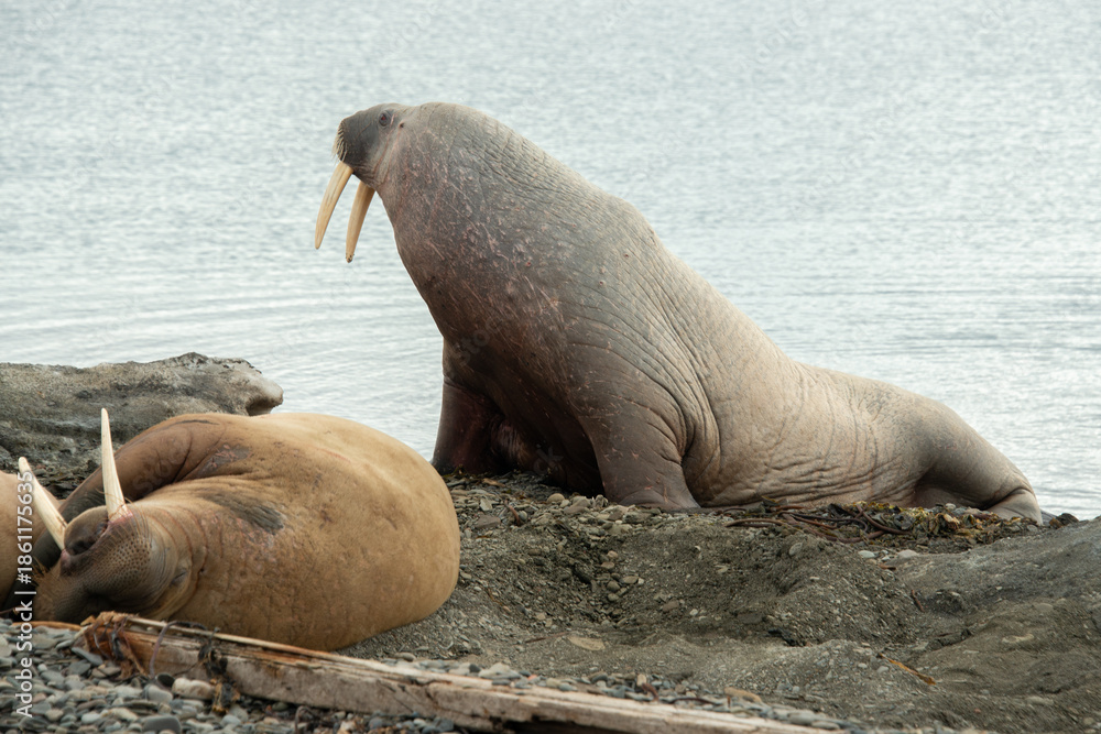 Fototapeta premium Morse, Odobenus rosmarus, Spitzberg, Svalbard, Norvège