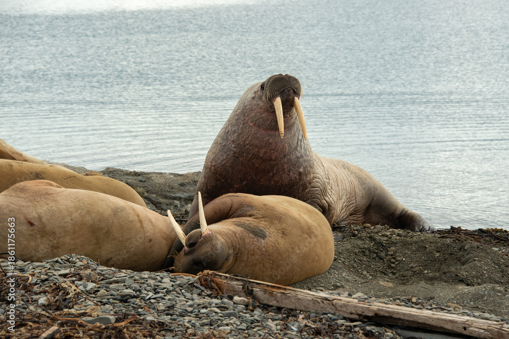 Fototapeta premium Morse, Odobenus rosmarus, Spitzberg, Svalbard, Norvège