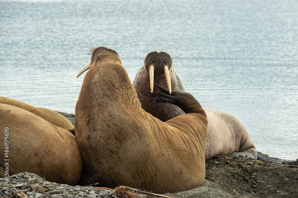 Fototapeta premium Morse, Odobenus rosmarus, Spitzberg, Svalbard, Norvège