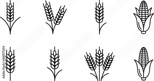 Vector Set of Wheat Line Icons Featuring Various Cereal Stalks, Grains, Barley, Rye, Oat, Rice, Organic Agriculture, and Harvest Season Elements
