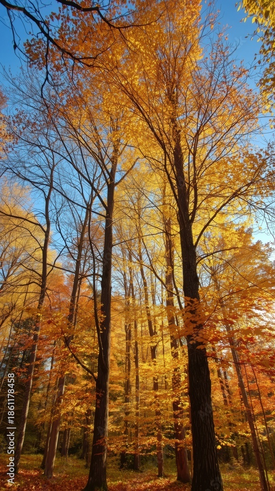 Fototapeta premium Autumn forest canopy