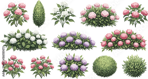 Diverse collection of flowering shrubs and green bushes with pink and purple hydrangeas for landscape garden design and botanical illustration