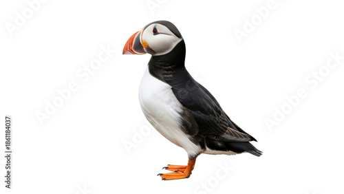 Colorful Atlantic Puffin bird standing, close-up portrait isolated PNG with Transparent Background