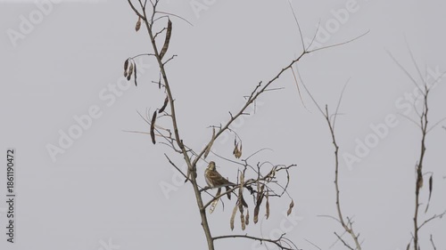 Female Rustic Bunting in Winter Plumage Perched on Bare Branch 4K HDR