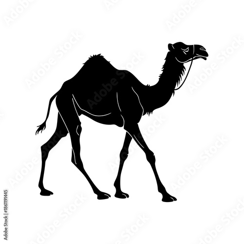 camel in desert vector 