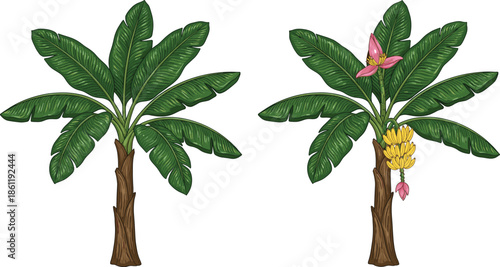 Banana tree botanical illustration vector, tropical plant line art, banana flower and fruit bunch, educational agriculture diagram, isolated on white background, for stock marketplace