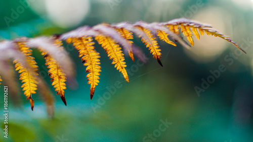 Wallpaper Mural Heure dorée dans la forêt des Landes de Gascogne, avec vue rapprochée sur sa végétation Torontodigital.ca