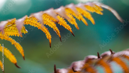 Wallpaper Mural Heure dorée dans la forêt des Landes de Gascogne, avec vue rapprochée sur sa végétation Torontodigital.ca