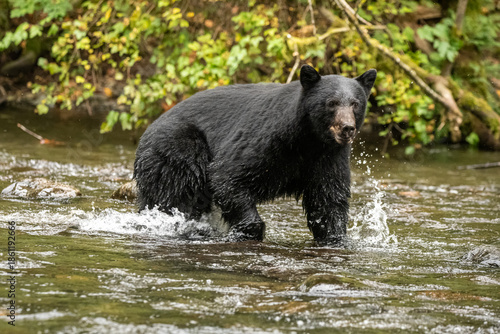 Foto Black  bear in the water