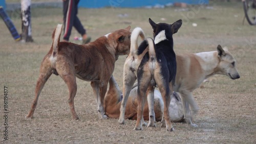Indian Village Street Dogs Playfully Interacting in Open Field