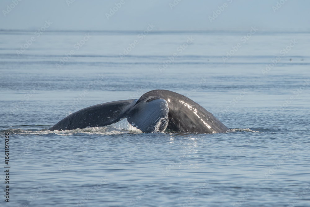 Fototapeta premium a humpback whale tail 