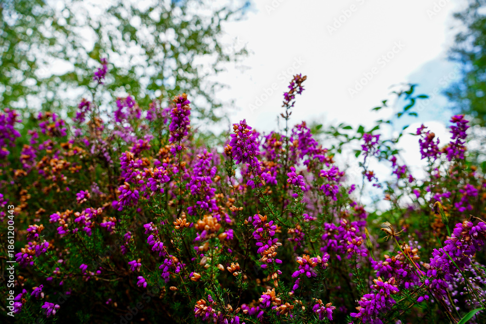 Obraz premium Close up of purple heather flowers 