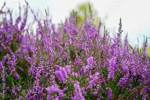 Close up of purple heather flowers 