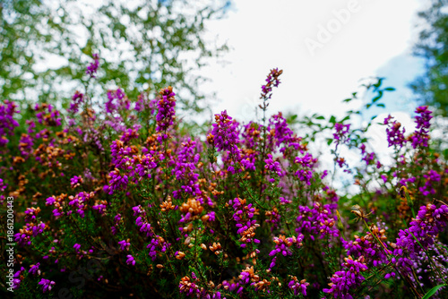 Close up of purple heather flowers 