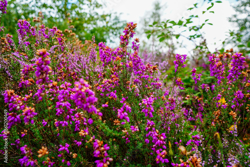 Close up of purple heather flowers 