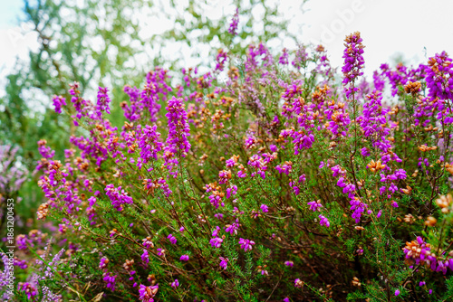 Close up of purple heather flowers 