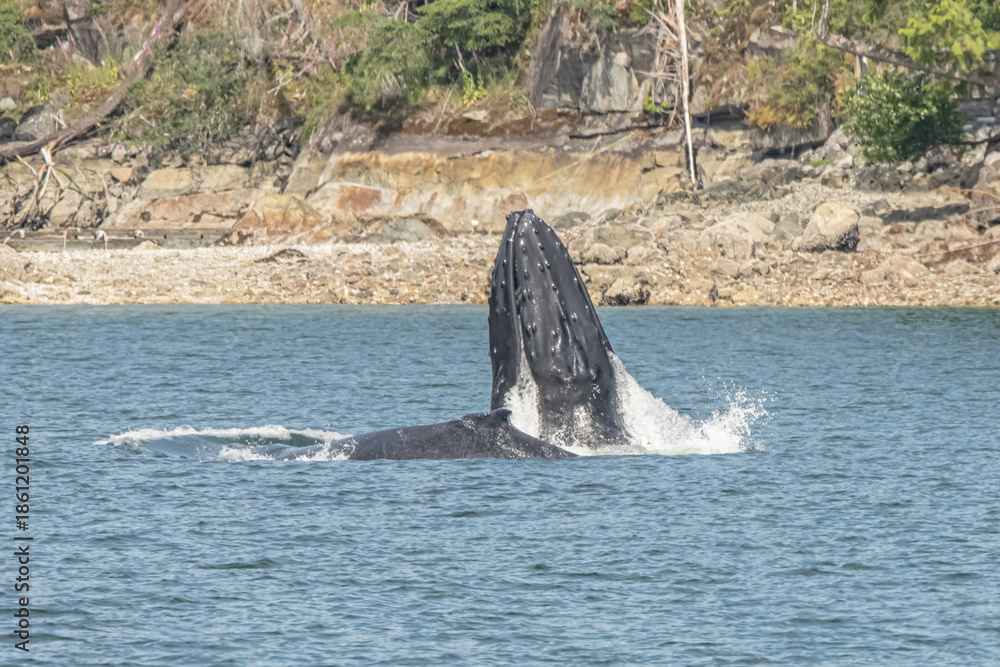 Fototapeta premium humpback lunge feeding 