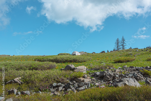 White tent on green grassland among vivid orange flowers and rocks in bright ...