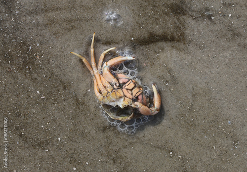 Meerestiere am Strand durch Ebbe und Flut