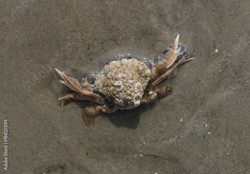 Meerestiere am Strand durch Ebbe und Flut