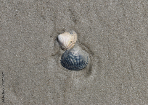 Meerestiere am Strand durch Ebbe und Flut