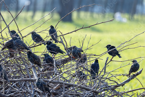 Flock of European starlings perched on bare branches in a green field, showing social bird behavior and natural wildlife scene