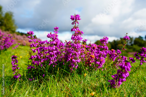 Close up of purple heather flowers