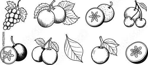 Fresh fruit hand drawn doodle vector set, grapes, apples, cherries, and berries for healthy organic food menu design