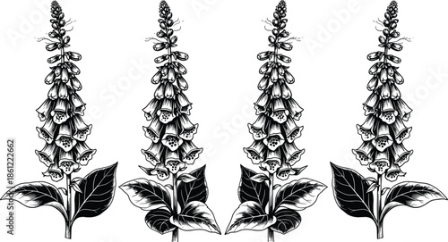 Collection of four digitalis foxglove flower silhouettes for botanical nature design cad drawing flat vector illustration of medicinal herb plants