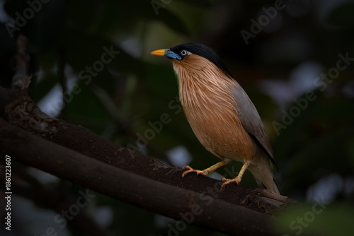  Brahminy Starling perches on a textured branch