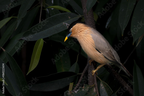  Brahminy Starling perches on a textured branch
