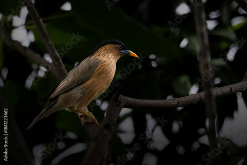  Brahminy Starling perches on a textured branch