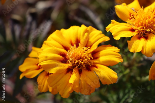 Marigold flowers are blooming