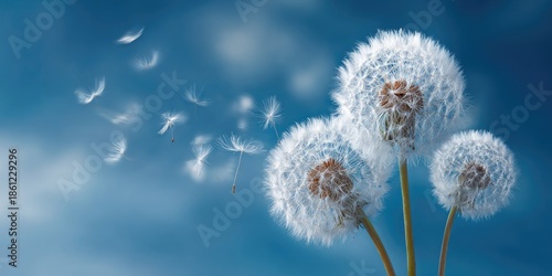 Dandelions sending seeds on a windy day; blue sky background