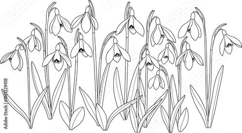 Wallpaper Mural Hand Drawn Snowdrop Flower Collection Set Featuring Detailed Line Art Sketches of Spring Garden Floral Blossoms for Botanical Design Projects Torontodigital.ca