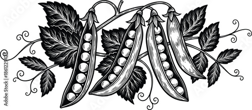 Hand Drawn Vintage Woodcut Illustration of Garden Green Pea Pods with Leaves and Tendrils in Black and White Engraving Style