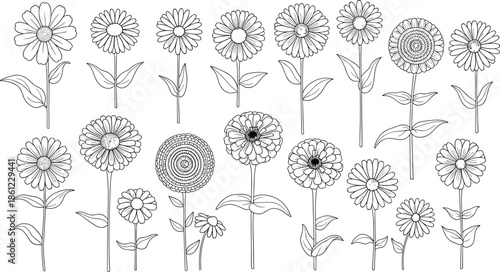 Hand Drawn Zinnia and Daisy Flower Botanical Composition Line Art Drawing for Adult Coloring Book Page, Garden Floral Pattern Flat Vector Illustration