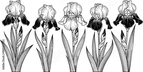 Monstera and Philodendron Houseplant Collection Featuring Detailed Line Art Sketches of Potted Indoor Plants and Large Heart Shaped Tropical Leaves