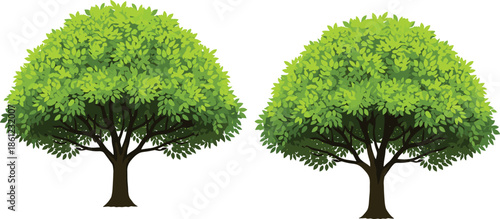 Lush green tree illustration pair with dense foliage, natural forest plants isolated on white background for ecology landscape vector design