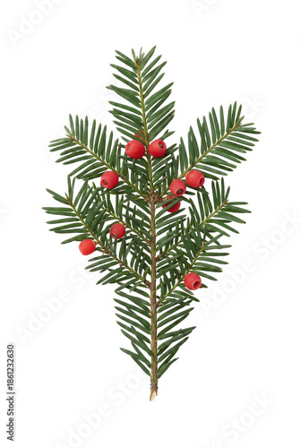 Φωτογραφία Green yew branch with bright red berries