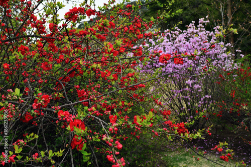 Flowering shrub of Japanese quince (Chaenomeles japonica) or beautiful quince (Chaenomeles speciosa)