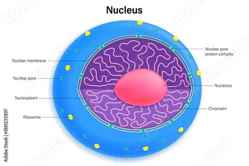 Nucleus structure vector. Nuclear membrane, Chromatin, Nucleolus, Nucleoplasm and Nuclear pore.