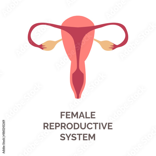Uterus, isolated female body reproductive system. Vector girls anatomy. Location of womb and cervix, ovaries and fallopian tubes. Woman generative muscular organ located in pelvic cavity